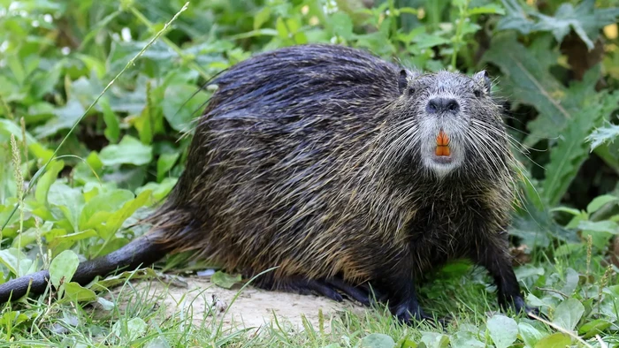 Nutria, mamalia herbivora semiakuatik (Myocastor coypus) dikenal juga sebagai tikus biwara atau koypu.