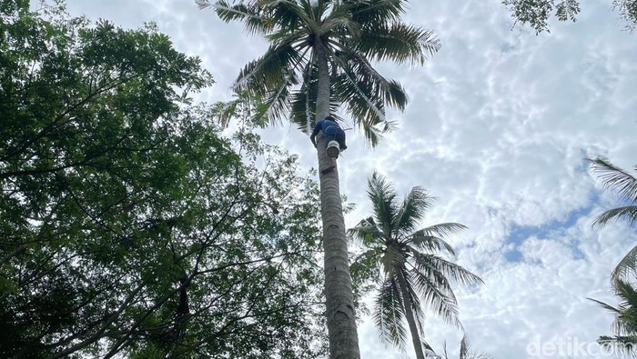 Pakiman penderes gula kelapa di Pangandaran