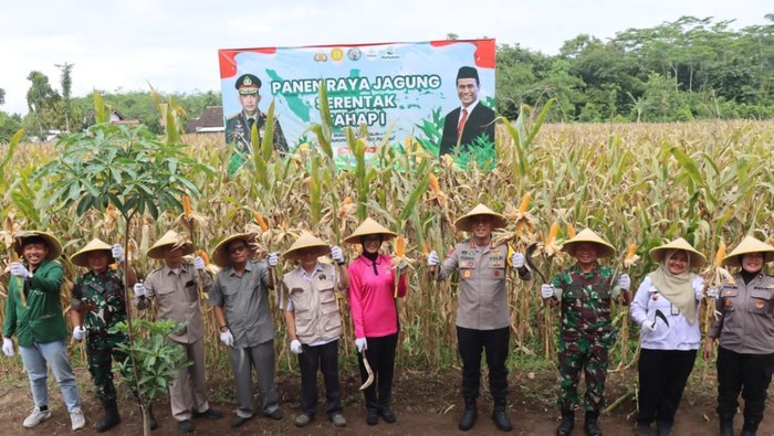 Panen raya jagung di Blitar