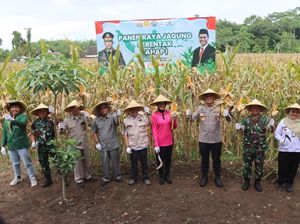 Dukung Swasembada Pangan, Kapolres Blitar Kota Panen Jagung