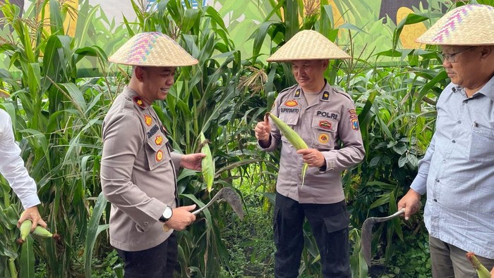 Panen raya jagung di Kota Batu