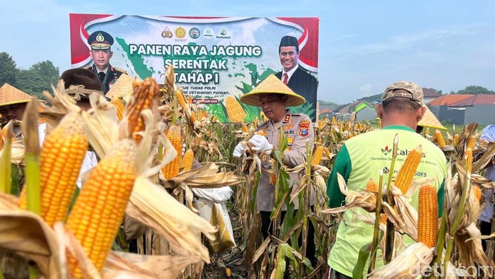panen raya jagung di Mojokerto