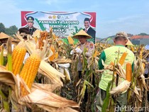 Panen Raya Tahap I, Bulog Perdana Beli Jagung Petani di Mojokerto Rp 5.500