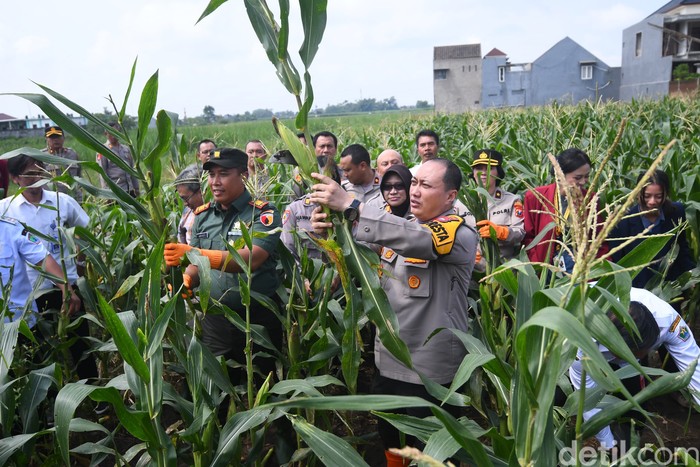 Panen raya polresta malang kota