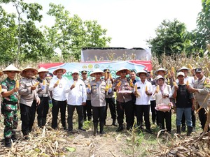 Polisi-Petani Panen 5 Ton Jagung di Mojokerto