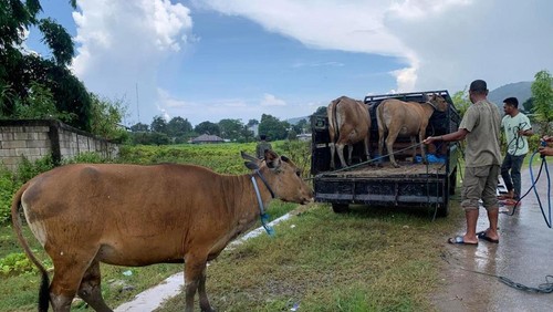 Satpol PP Manggarai Barat menangkap sapi berkeliaran, Senin (25/2/2025) (Dok. Infokom Manggarai Barat)