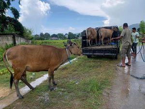 Satpol PP Tangkapi Sapi Berkeliaran, Pemilik Bisa Didenda Jutaan Rupiah