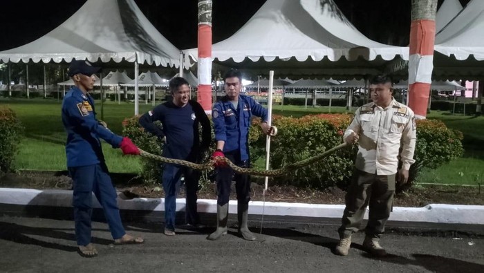 Seekor ular piton sepanjang 3 meter masuk di pekarangan rumah jabatan (Rujab) Bupati Sinjai, Sulawesi Selatan (Sulsel).