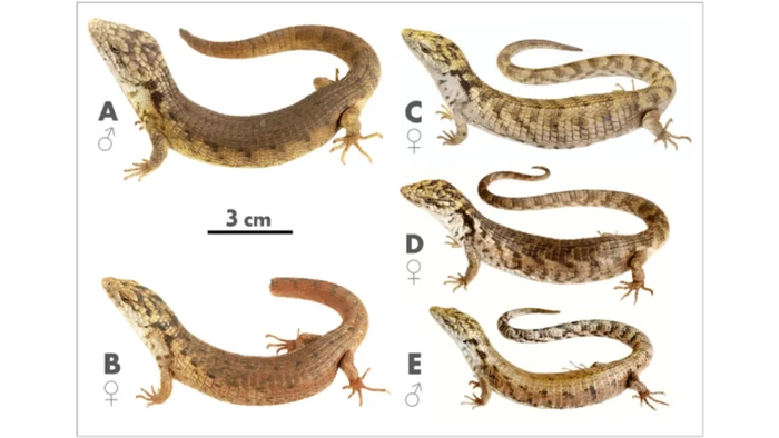 Spesies baru mirip buaya