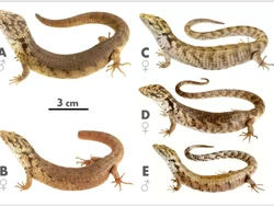 Spesies Baru Mirip Buaya Ditemukan di Puncak Pohon di Hutan Meksiko