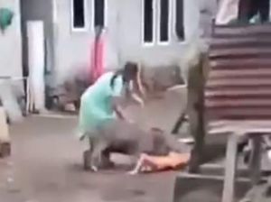 Kronologi Ibu dan Anak di Ternate Luka-luka Diseruduk Babi Hutan