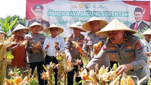 Wakapolda NTB Brigjen Ruslan Arfan panen raya jagung di Desa Kembang Kerang Daya, Kecamatan Aikmel, Lombok Timur, NTB, Rabu (26/2/2024).