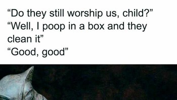 Selama ini kita jadi hambanya kucing. Foto: classicaldamn via Bored Panda