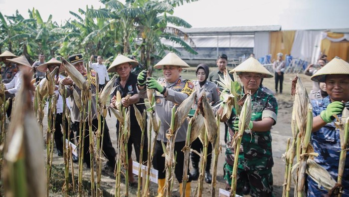 8 Ton Jagung Dipanen Polisi Bersama Petani di Jombang