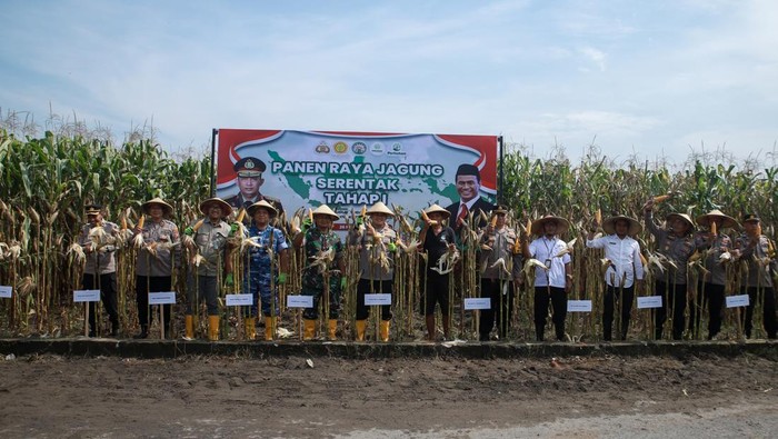 8 Ton Jagung Dipanen Polisi Bersama Petani di Jombang
