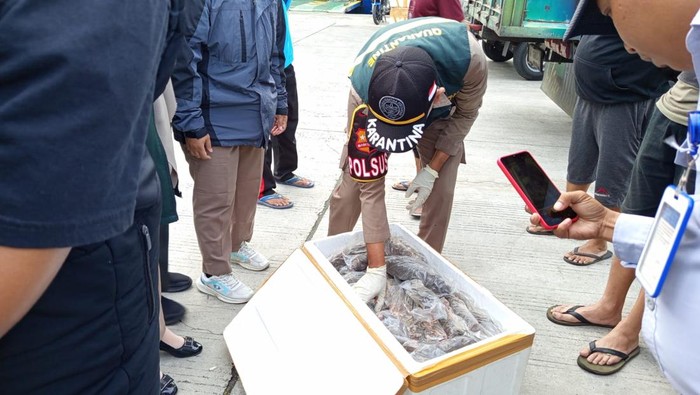 Balai Karantina Gorontalo menggagalkan penyelundupan 72 ekor bangkai hewan.