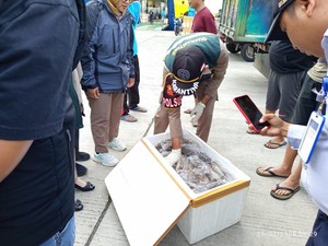 Balai Karantina Gorontalo Gagalkan Penyelundupan 72 Ekor Bangkai Tikus-Musang