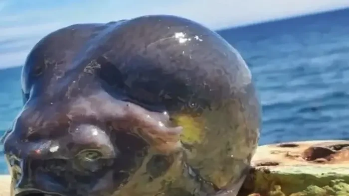 Ikan mirip alien