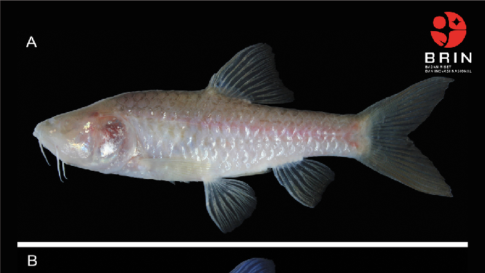 Ikan wader buta dari gua karst Bogor, Barbodes klapanunggalensis