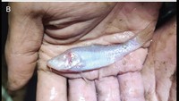 Seperti yang tercermin dari fitur troglomorfiknya yang tinggi, spesies baru ini benar-benar beradaptasi dengan habitat gua. Foto: BRIN