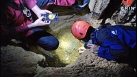 Julukan khusus klpanunggalensis berasal dari lokasi penemuan ikan wader tersebut. Yakni berada dalam kawasan karst Klapanunggal yang meliputi Gua Cisadong, Desa Nambo. Foto: BRIN