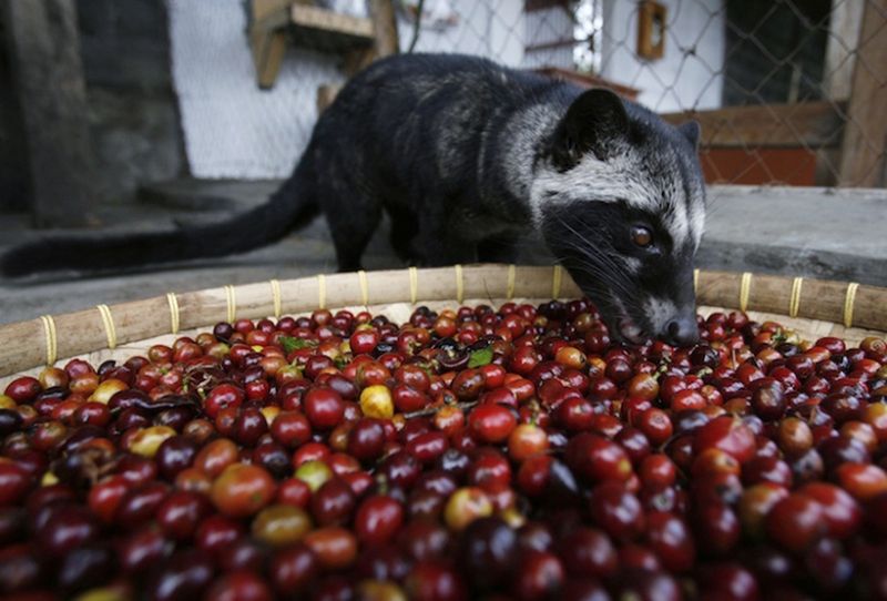 5 Minuman Ini Berasal dari Kotoran Hewan dengan Harga Selangit