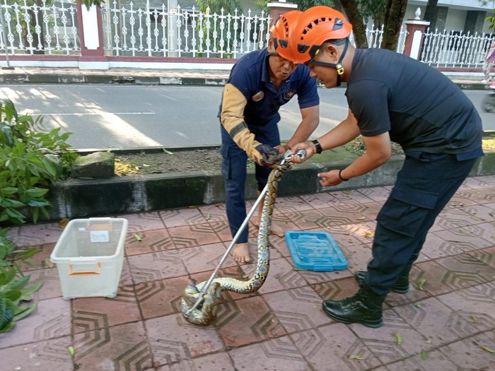 Petugas Damkar UGM mengevakuasi ular sanca kembang dari pohon dekat  Fakultas Pertanian UGM, Sleman, Kamis (27/2/2025)