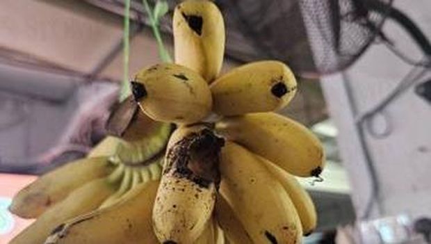 Pisangnya Dimakan Kelelawar, Toko Buah Ini Jadi Sorotan