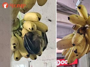 Pisangnya Dimakan Kelelawar, Toko Buah Ini Jadi Sorotan
