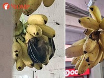 Pisangnya Dimakan Kelelawar! Kejadian di Toko Buah Ini Bikin Geger