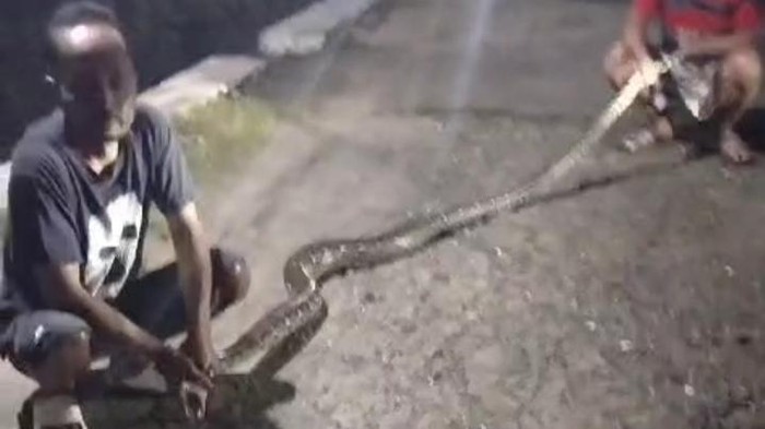 Ular piton ditangkap Rabu (26/2/2025) malam di Jimbung, Klaten.