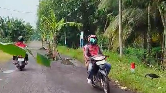 Warga di Banywuangi protes jalan rusak dengan tanami pohon pisang