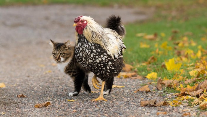 Close-Up Of Rooster And Cat