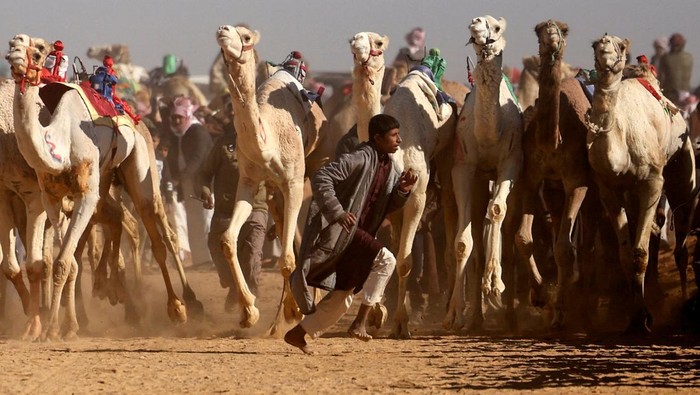 Aksi Anak-anak Mesir Jadi Joki Balapan Unta Bedouin children ride camels as they compete in the Ismailia Camel Racing Festival which is known as
