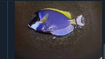 NEMO, BANG. Foto: X/latiefahnfauzi