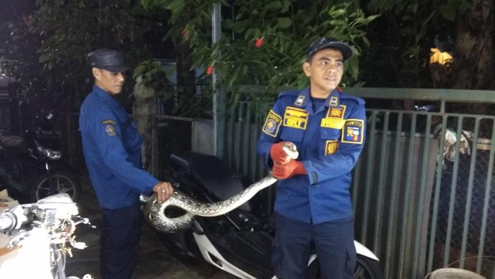 Damkar Kota Bogor mengevakuasi seekor ular sanca yang telah memangsa ayam milik warga.