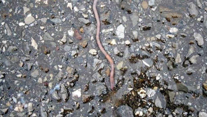 Earthworm on gravel asphalt. Close-up with selected focus.