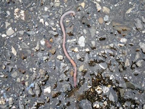 Earthworm on gravel asphalt. Close-up with selected focus.