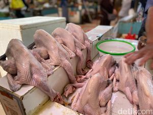 Kenali Perbedaan Ayam Negeri, Ayam Jantan hingga Ayam Kampung