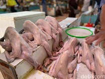 Kenali Perbedaan Ayam Negeri, Ayam Jantan hingga Ayam Kampung