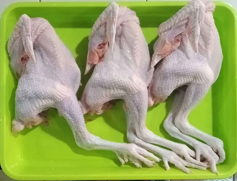 Kenali Perbedaan Ayam Negeri, Ayam Jantan hingga Ayam Kampung
