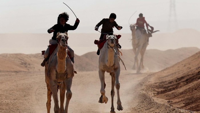 Melihat Festival Balap Unta Ismailia Mesir Bedouin breeders try to control a camel ridden by a robot jockey during the Ismailia Camel Racing Festival which is known as