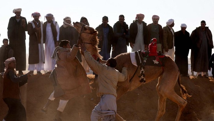 Bedouin breeders try to control a camel ridden by a robot jockey during the Ismailia Camel Racing Festival which is known as 