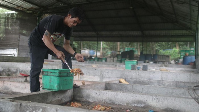 Merdeka Copper Gold