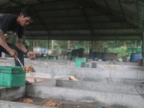 Merdeka Copper Gold Gandeng Warga Lokal Kelola Sampah Domestik