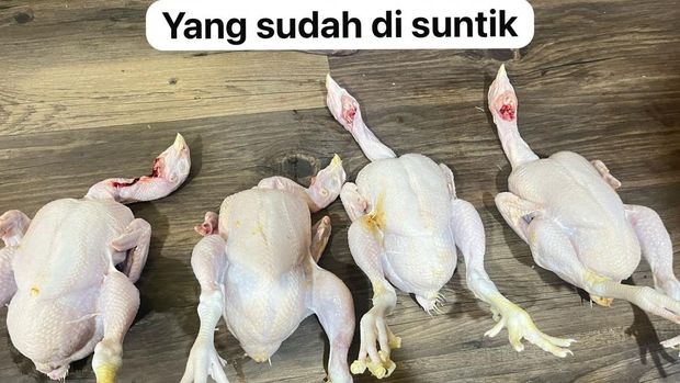 Penampakan ayam gelonggong yang sudah disuntik air, dijual oknum pedagang di Pasar Kebayoran Lama, Jakarta Selatan.