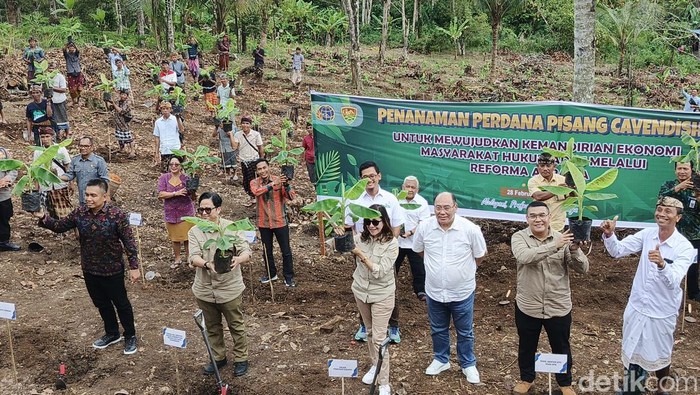 Penanaman perdana pisang cavendish di tanah ulayat Desa Adat Asah Duren, Kecamatan Pekutatan, Kabupaten Jembrana, Jumat (28/2/2025).