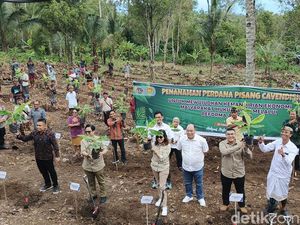 Jembrana Daerah Pertama di Indonesia Tanam Pisang Cavendish di Tanah Ulayat