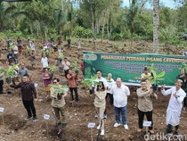 Jembrana Daerah Pertama di Indonesia Tanam Pisang Cavendish di Tanah Ulayat