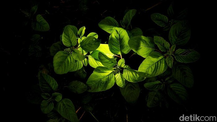 Potret Semangat Petani Sayur di Babelan Bertani merukan sumber mata pencarian utama warga Kampung Belendung, Desa Kedung Pengawas, Kecamatan Babelan, Kabupaten Bekasi, Jawa Barat. Lihat semangat mereka menggarap lahan.